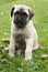 Baby English Mastiff