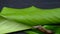Baby Escargot Walking On Green Leaf