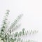 Baby eucalyptus branch on white table