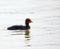 Baby eurasian coot