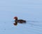 Baby eurasian coot on water