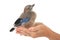 Baby Eurasian Jay Garrulus glandarius