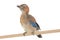 Baby Eurasian Jay Garrulus glandarius