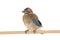 Baby Eurasian Jay Garrulus glandarius