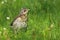 Baby european fieldfare Turdus pilaris