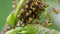 Baby of European Garden Spider, Araneus diadematus in the nest