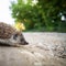 Baby European Hedgehog