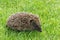 Baby European hedgehog on lawn