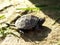 Baby European Pond Turtle