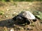 Baby European Pond Turtle