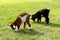 Baby Farm Goats Eating Grass