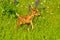 Baby fawn in field of wildflowers.