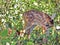 Baby fawn in green foliage