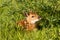 Baby fawn in green grass