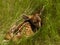 Baby fawn hiding in the grass