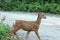 Baby fawn mule deer in the Rocky Mountains in the western USA