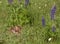 Baby Fawn Sleeping in Wildflowers