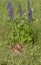 Baby Fawn Sleeping in Wildflowers-Vertical