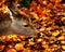 Baby fawn sniffing the ground