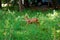 Baby fawn walking through tall grass at Ponderosa State Park, McCall Idaho