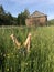 Baby feet in the grass