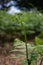 Baby Fern in Birmingham park, early summer