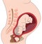 Baby Fetus in Pregnant Woman`s belly medical illustration