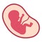 Baby fetus in the uterus icon isolated