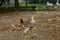 Baby fighting cock rest in farm at thailand