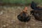 The Baby fighting cock is rest on old cage in farm at thailand