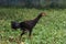 The Baby fighting cock is walkiing in farm at thailand