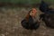 The Baby fighting hen is sit down and rest in farm at thailand