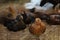 The Baby fighting hen is sit down and rest in farm at thailand