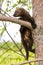 Baby fisher climbing up a aspen tree