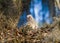 Baby fledgling Great horned owl - Bubo virginianus