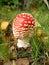 Baby Fly-agaric