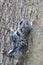 Baby flying Lemur clings to a tree