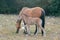 Baby Foal Colt Wild Horse with his mother in the Pryor Mountains Wild Horse Range on the border of Wyoming and Montana USA