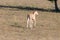 Baby Foal wild horse in the Pryor Mountains Wild Horse Range on the border of Wyoming and Montana USA