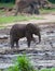 A baby forest elephant.