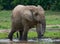 A baby forest elephant.