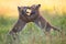 Baby foxes with beige fur fighting with each other among grasses