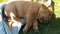 Baby french mastiff Dogue De Bordeaux