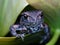 Baby frog on a green leaf showing fingers