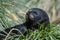 Baby fur seal resting and watching on a mound of native Tussac Grass in Jason Harbor, South Georgia