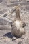 Baby Galapagos Albatross sitting