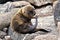 Baby Galapagos sea lion