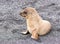 A Baby Galapagos Sea Lion