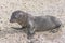 Baby Galapagos Sea Lion on the Beach