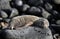 Baby Galapagos sea lion sunbathing on rocks